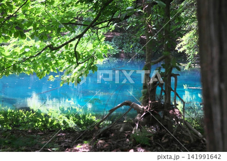 新緑の森に佇む神秘の青い池、山形県遊佐町の丸池様 新緑の森に佇む神秘の青い池、山形県遊佐町の丸池様 141991642