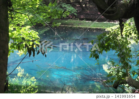 新緑の森に佇む神秘の青い池、山形県遊佐町の丸池様 新緑の森に佇む神秘の青い池、山形県遊佐町の丸池様 141991654