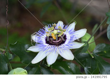 白色の花弁と萼片の中に青色の副冠に五本の雄しべに三つに裂けた雌しべがユニークなトケイソウの花 白色の花弁と萼片の中に青色の副冠に五本の雄しべに三つに裂けた雌しべがユニークなトケイソウの花 141991795