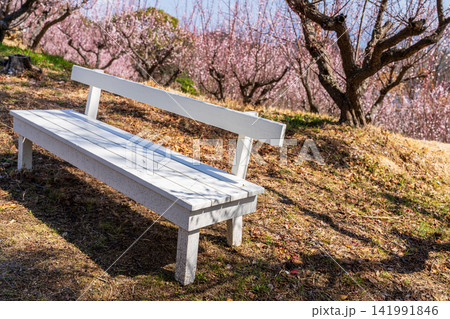 ほんぶしん 神山の春の風景 白いベンチと梅林1 岡山県岡山市 ほんぶしん 神山の春の風景 白いベンチと梅林1 岡山県岡山市 141991846