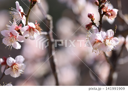 春の訪れを告げる梅の花 春の訪れを告げる梅の花 141991909