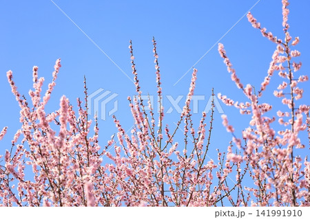 春の訪れを告げる梅の花 春の訪れを告げる梅の花 141991910