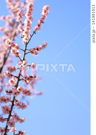 春の訪れを告げる梅の花 春の訪れを告げる梅の花 141991913