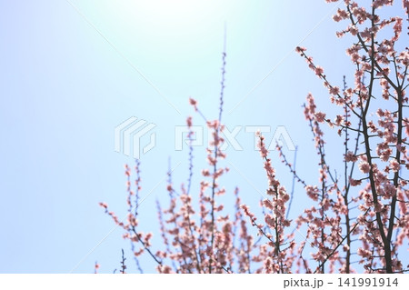 春の訪れを告げる梅の花 春の訪れを告げる梅の花 141991914
