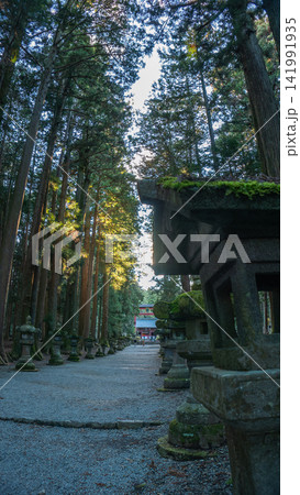 Stone Lanterns and Cedar Forest at Fuji Sengen Shrine, Japan 141991935