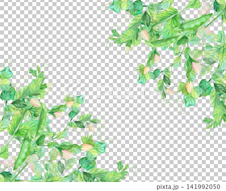 Corners frame of a green peas with the flowers and pea pods. Watercolor illustration. Handmade art work. For packaging design, cards, cover, prints, product labels and fabric. Corners frame of a green peas with the flowers and pea pods. Watercolor illustration. Handmade art work. For packaging design, cards, cover, prints, product labels and fabric. 141992050