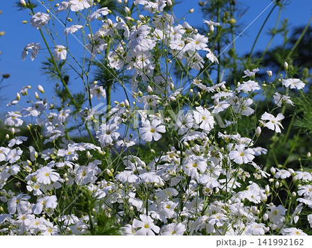 白いカスミソウの花の生態写真 白いカスミソウの花の生態写真 141992162