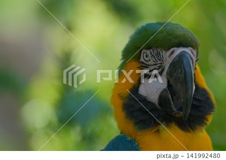 ルリコンゴウインコの表情 141992480