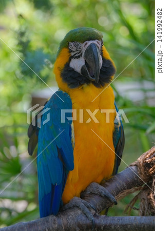 ルリコンゴウインコの表情 ルリコンゴウインコの表情 141992482