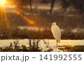 夕焼けに染まるサギ 141992555