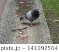 どんぐりの中を歩く鳩 141992564