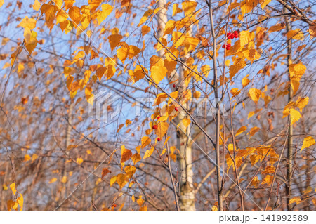 serene autumn leaves changing color in natural setting with berries and wooden branches. serene autumn leaves changing color in natural setting with berries and wooden branches. 141992589