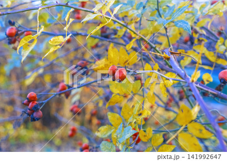 Wild rose hips on thorny branches with yellow autumn foliage in woodland setting Wild rose hips on thorny branches with yellow autumn foliage in woodland setting 141992647