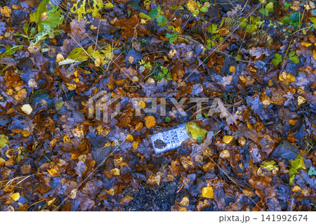 Discarded plastic bottle lying among wet autumn leaves on forest floor, surrounded by twigs, ground plants, and muted colors Discarded plastic bottle lying among wet autumn leaves on forest floor, surrounded by twigs, ground plants, and muted colors 141992674