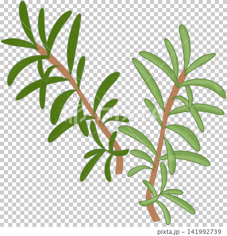 illustration of green rosemary 141992739