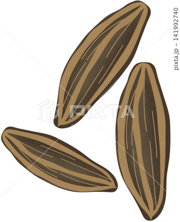 illustration of cumin 141992740