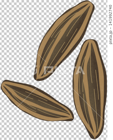 illustration of cumin illustration of cumin 141992740