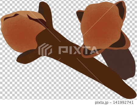illustration of brown clove illustration of brown clove 141992741