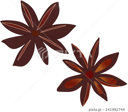 illustration of brown star anise illustration of brown star anise 141992744