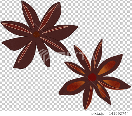 illustration of brown star anise illustration of brown star anise 141992744