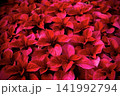 赤い花びら 141992794