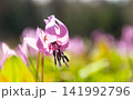 可憐なカタクリの花 141992796