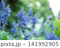 美しいブルーサルビアの花 141992905