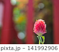 赤い一輪の花 141992906