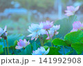 池に咲くハスの花 141992908