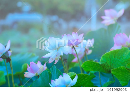 池に咲くハスの花 池に咲くハスの花 141992908