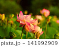 夕焼けに染まる蓮の花 141992909
