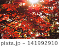 真っ赤な紅葉 141992910