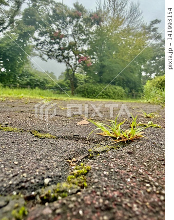 雨の日の風景 雨の日の風景 141993154