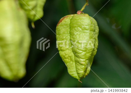 Vibrant green husk cradling nature's treasures in a lush garden setting 141993842