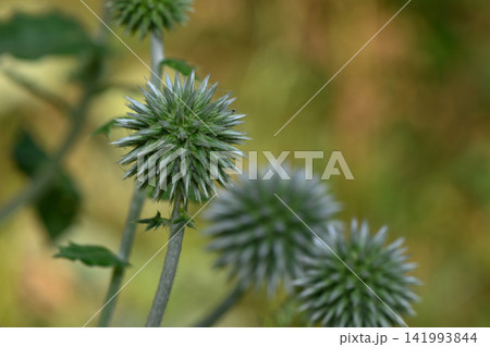 Spiky green orbs bring life to a sunny garden, showcasing nature's unique patterns and textures Spiky green orbs bring life to a sunny garden, showcasing nature's unique patterns and textures 141993844