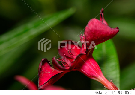 Vibrant red flower blooms under the sunlight in a lush garden setting 141993850