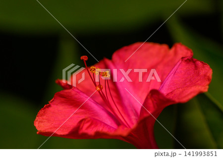 Vibrant pink flower unfolds its beauty against a rich green backdrop in a serene garden setting 141993851