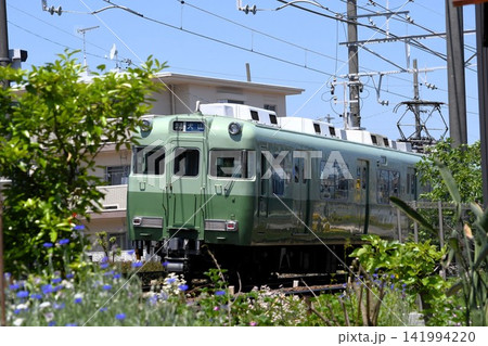 花咲く沿線を走る名鉄6000系電車1次車 (イモムシ色) 141994220