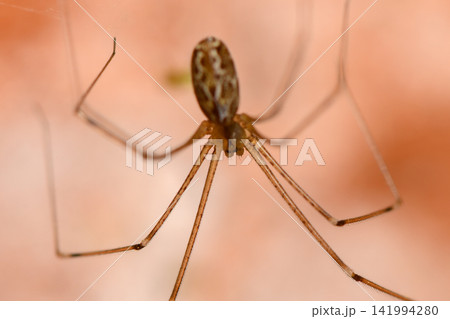 Delicate spider weaving intricate webs in a soft, warm-toned environment at dusk 141994280