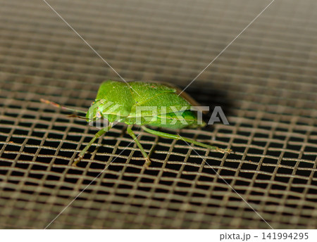 Bright green insect resting on a metal mesh screen during a sunny afternoon in a serene backyard setting 141994295