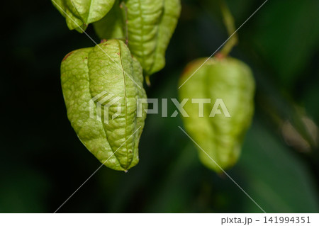 Vibrant green pods hanging gracefully from lush branches in a tranquil garden 141994351