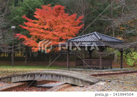 有備館の森公園の紅葉風景(宮城県大崎市) 有備館の森公園の紅葉風景(宮城県大崎市) 141994504