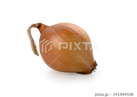 Single Small Whole Yellow Onion on White Background Single Small Whole Yellow Onion on White Background 141994596