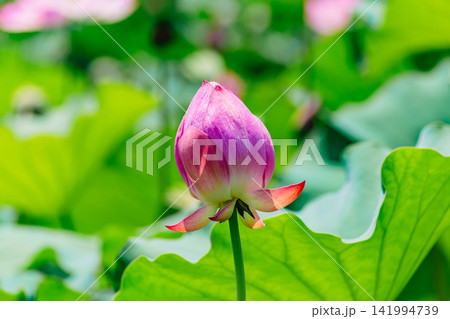 蓮の花のある風景 蓮の花のある風景 141994739