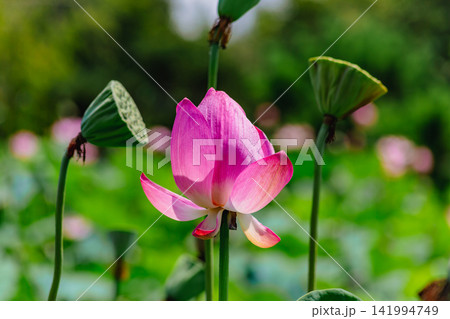 蓮の花のある風景 蓮の花のある風景 141994749