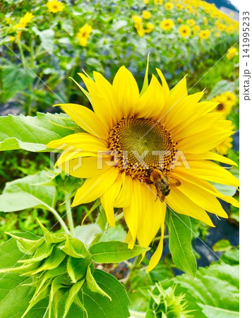 ひまわり畑で蜜を集めるハチと夏のひまわり ひまわり畑で蜜を集めるハチと夏のひまわり 141995233