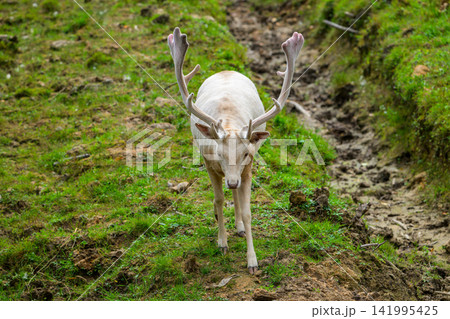 White deer with antlers stands on grassy path. Mud tracks lead through green mossy terrain. Animal faces camera with calm, curious gaze. Natural light enhances earthy tones of surroundings White deer with antlers stands on grassy path. Mud tracks lead through green mossy terrain. Animal faces camera with calm, curious gaze. Natural light enhances earthy tones of surroundings 141995425