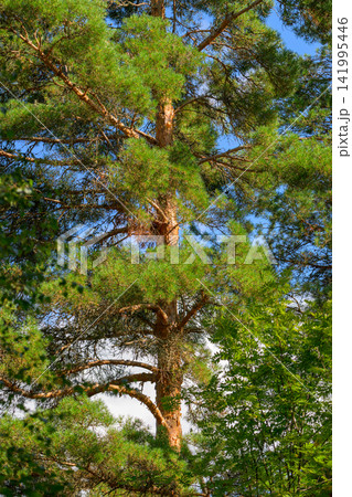 Tall pine tree with vibrant green needles. Tree trunk shows natural brown bark texture. Bright blue sky visible through the branches. Tree stands tall against clear weather backdrop Tall pine tree with vibrant green needles. Tree trunk shows natural brown bark texture. Bright blue sky visible through the branches. Tree stands tall against clear weather backdrop 141995446