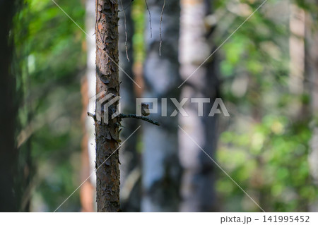 Small bird perches on tree branch in dense forest. Green leaves blur softly in background. Natural light filters through tall trees. Bird appears calm, watching surroundings 141995452