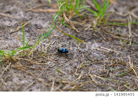 Dark beetle crawls on muddy earth. Thin blades of grass grow nearby. Ground is damp and textured. Insect has glossy, iridescent shell. Natural light highlights its form. Scene captures quiet 141995455